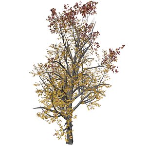 3D Mountain Maple Tree in Fall - 05 -