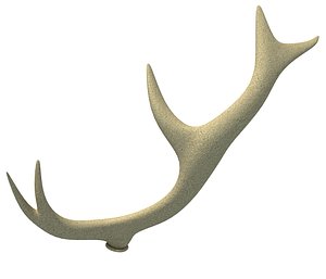 Deer Antler