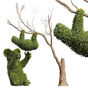 New Plant Ficus Concinna Bonsai Pruned Koala ThreeToedSloth