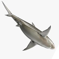 Pigeye Shark or Java Shark Rigged for Cinema 4D