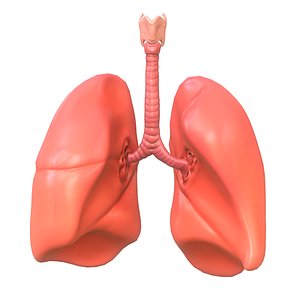 3D Human Lungs Anatomy Model - TurboSquid 1387510