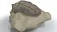trilobite fossil animal 3D model