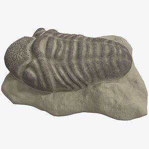 trilobite fossil animal 3D model