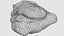 trilobite fossil animal 3D model