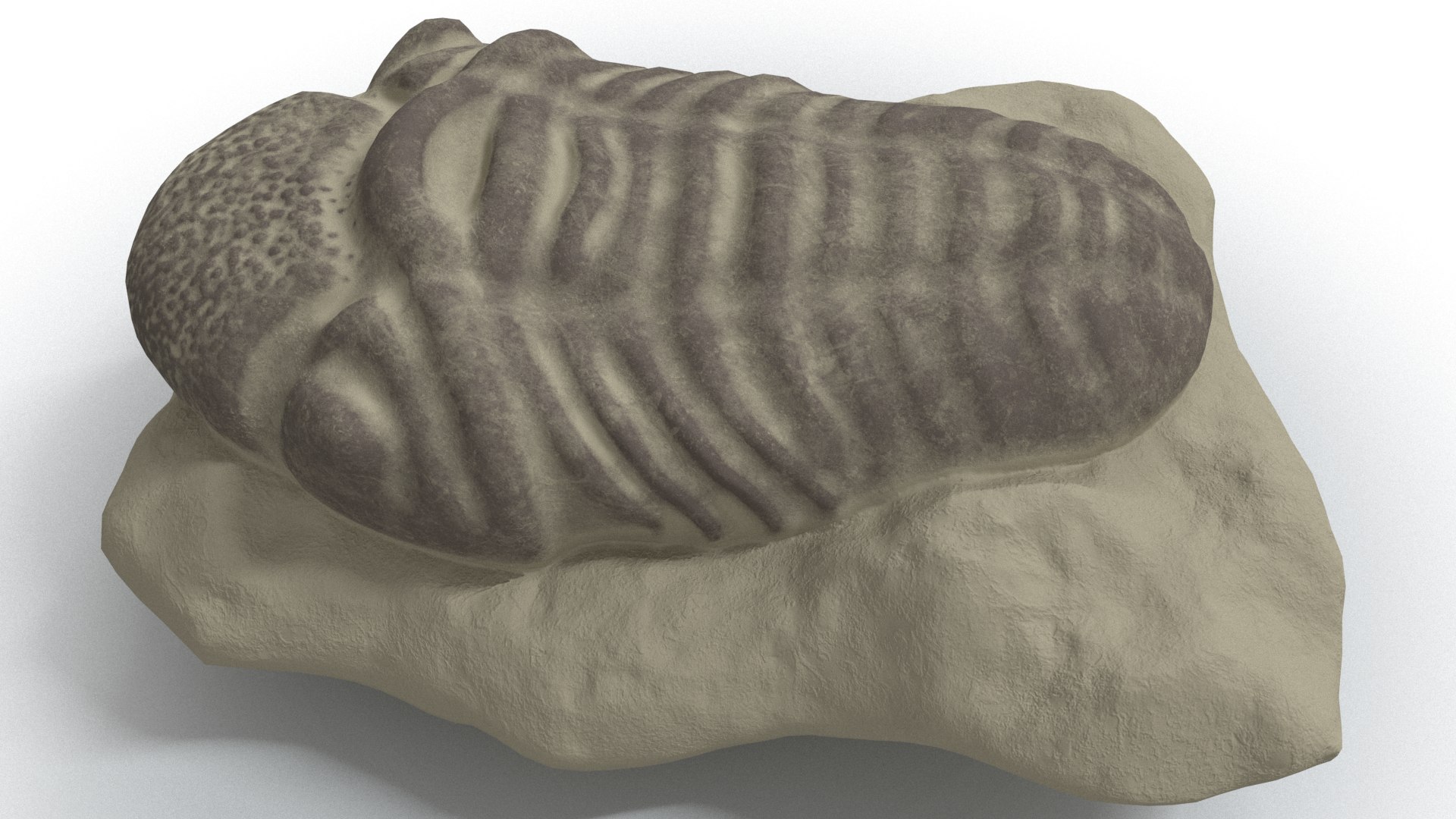 trilobite fossil animal 3D model https://p.turbosquid.com/ts-thumb/mC/bPnRwx/WofOV8nt/context/png/1585383327/1920x1080/fit_q87/47962cff5ea5dfd7607fd8d5119482c8bfd8bd3d/context.jpg