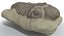 trilobite fossil animal 3D model