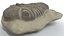 trilobite fossil animal 3D model