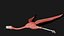 Flying Flamingo aparejado Low Poly