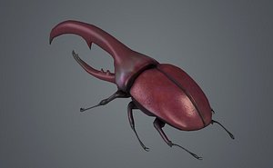 UNICORNS beetles pocket beetles rhinoceroses