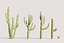 5 Cactus low-poly