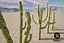 5 Cactus low-poly