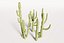 5 Cactus low-poly