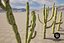 5 Cactus low-poly