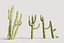 5 Cactus low-poly