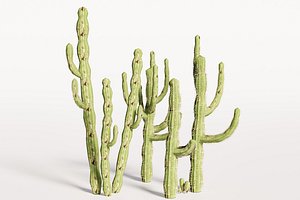 5 Cactus low-poly 3D model 3D model