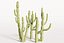 5 Cactus low-poly