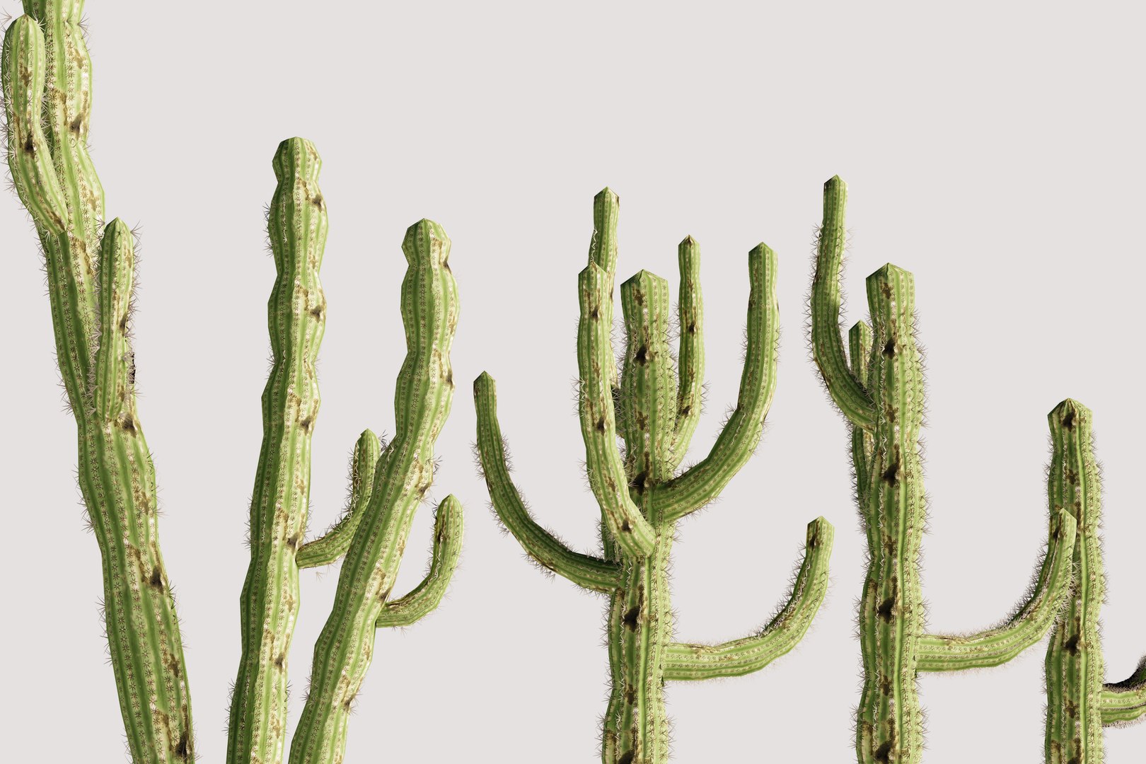 5 Cactus low-poly 3D model 3D model https://p.turbosquid.com/ts-thumb/mC/o3ubRP/kt/4/jpg/1720357570/1920x1080/fit_q87/d63f43f91c76d72e556b830ae5f718764e2a3495/4.jpg