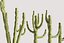 5 Cactus low-poly