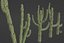 5 Cactus low-poly