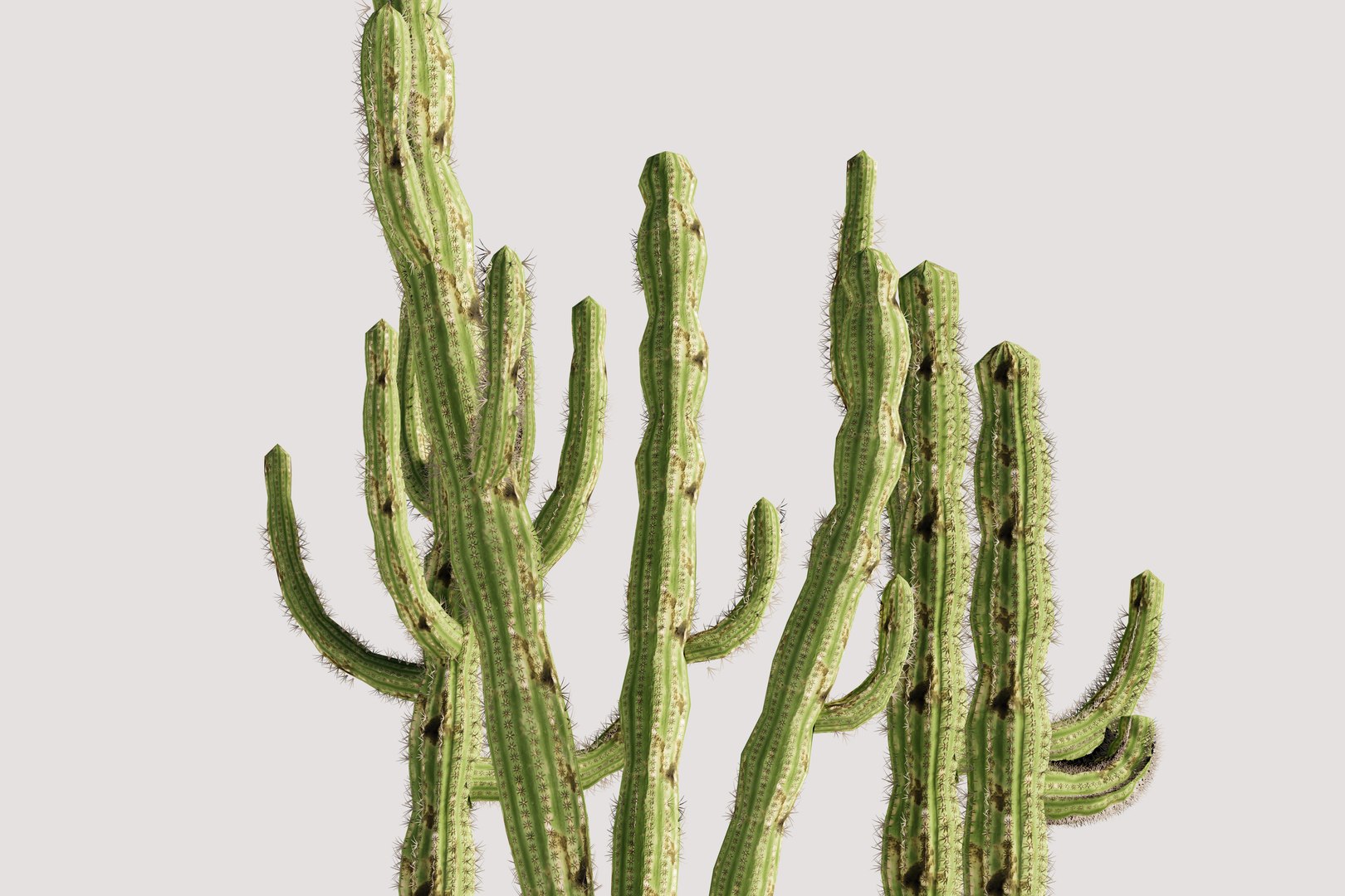 5 Cactus low-poly 3D model 3D model https://p.turbosquid.com/ts-thumb/mC/o3ubRP/xf/6/jpg/1720357572/1920x1080/fit_q87/1bf3ebc6ceaca733dcd65b572bdbf66053b57a2d/6.jpg