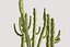 5 Cactus low-poly