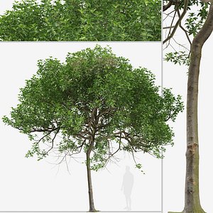 Set of Pittosporum undulatum or Australian cheesewood Tree