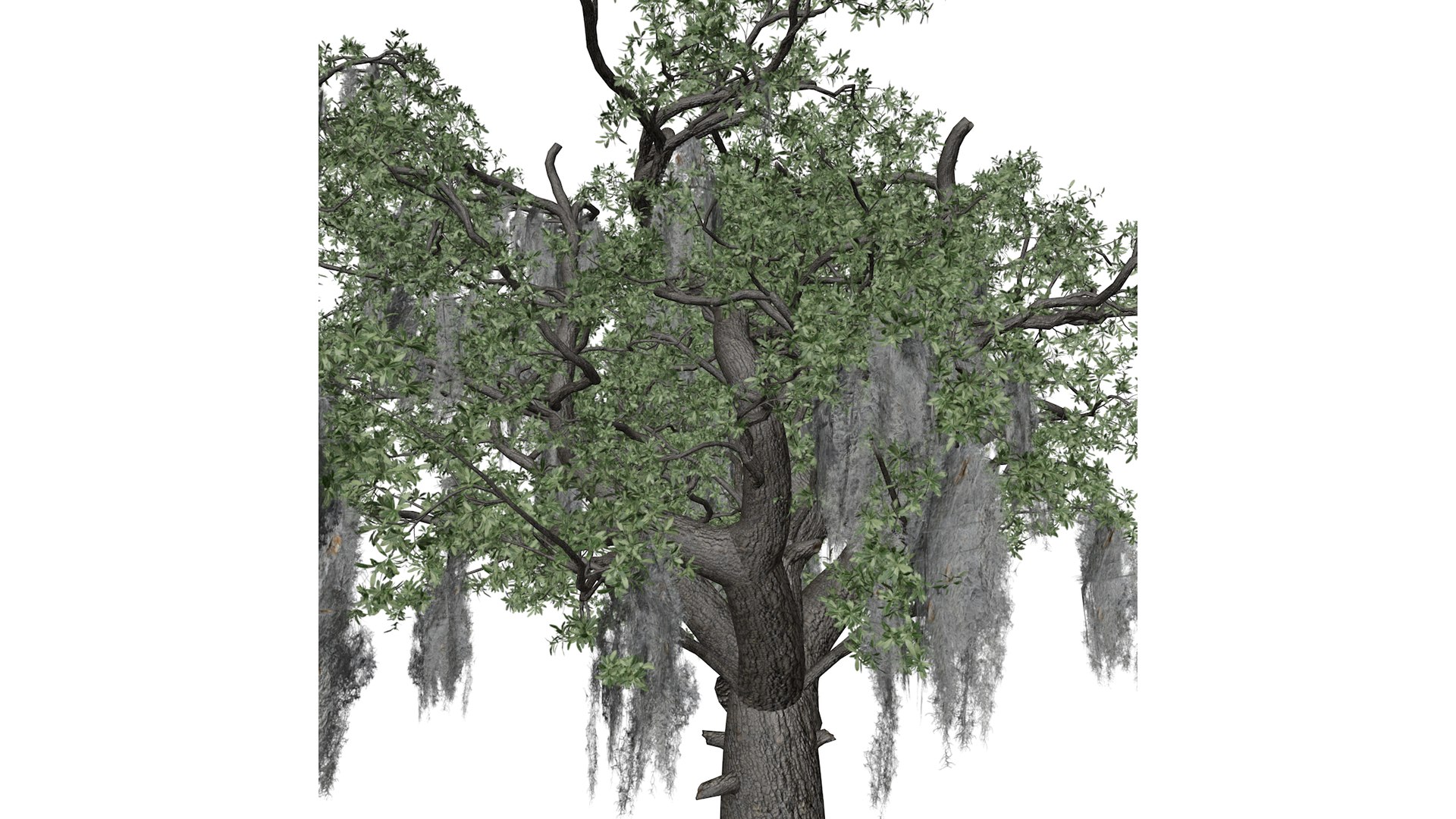 3D Live Oak Tree - 07 - - TurboSquid 2376798