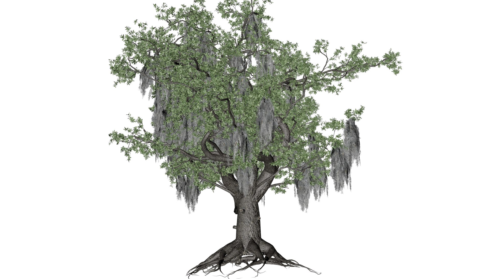 3D Live Oak Tree - 07 - - TurboSquid 2376798