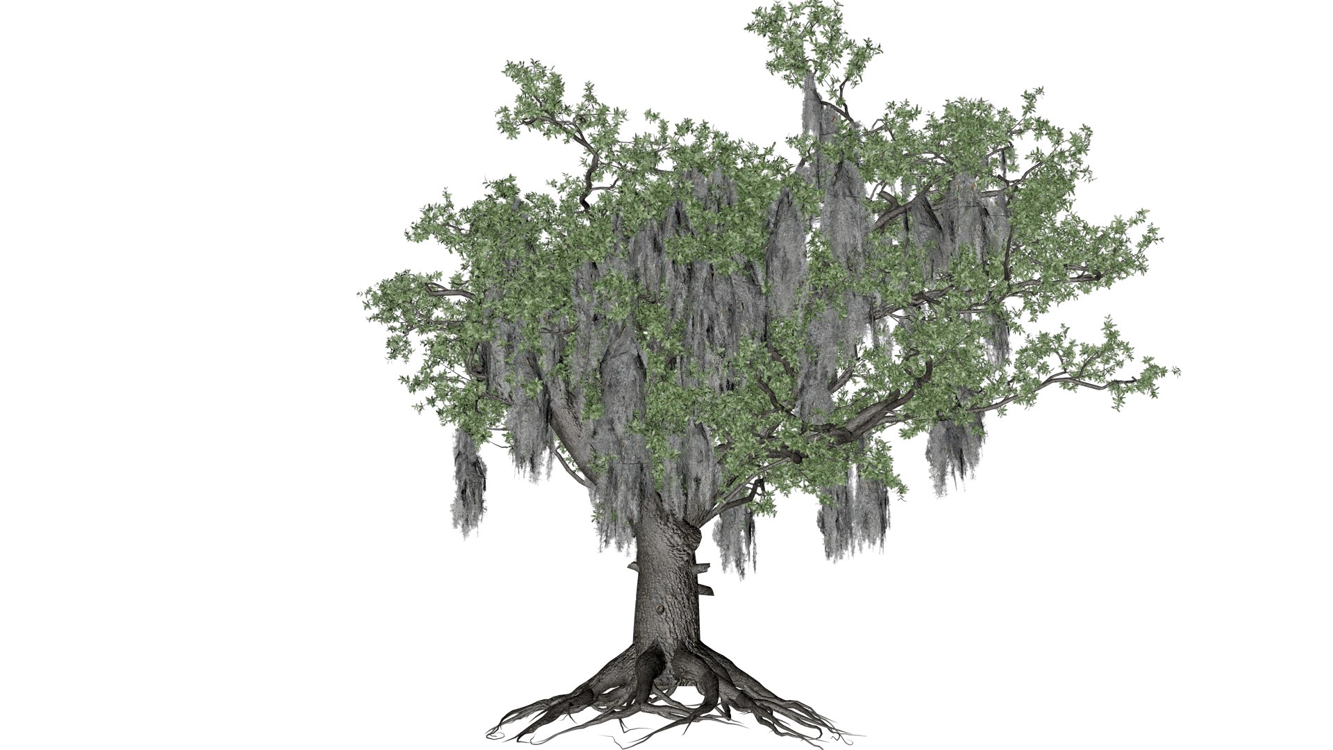 3D Live Oak Tree - 07 - - TurboSquid 2376798