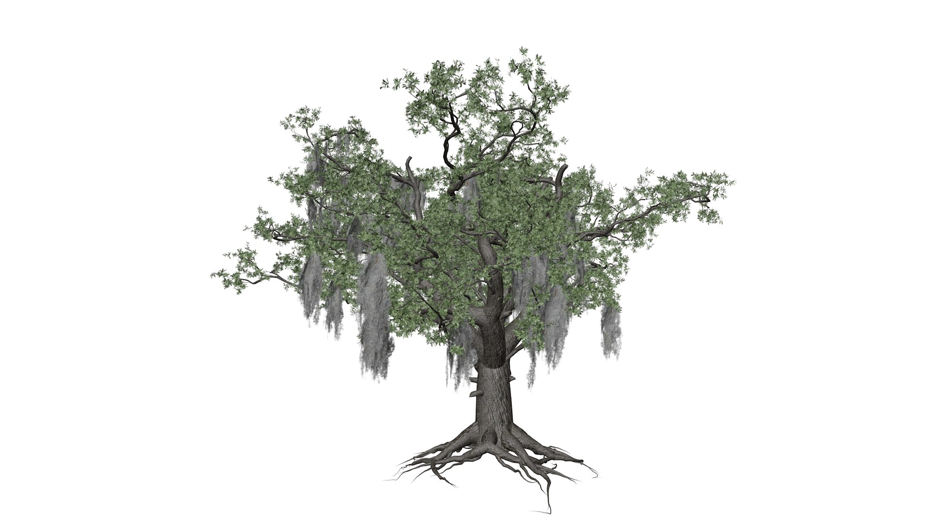 3D Live Oak Tree Collection - TurboSquid 2379023