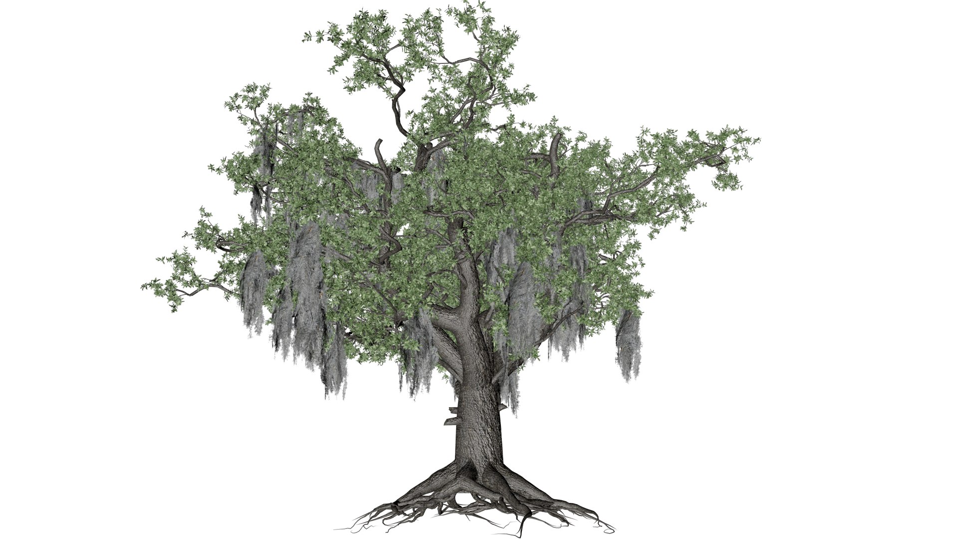 3D Live Oak Tree - 07 - - TurboSquid 2376798