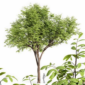 Real tree quercus serrata model