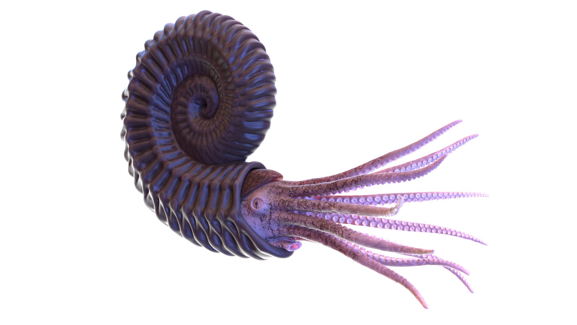 Ammonite Shell Tentacle 3D - TurboSquid 1605327