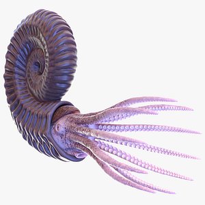 ammonite shell tentacle 3D