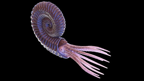 Ammonite Shell Tentacle 3d - Turbosquid 1605327