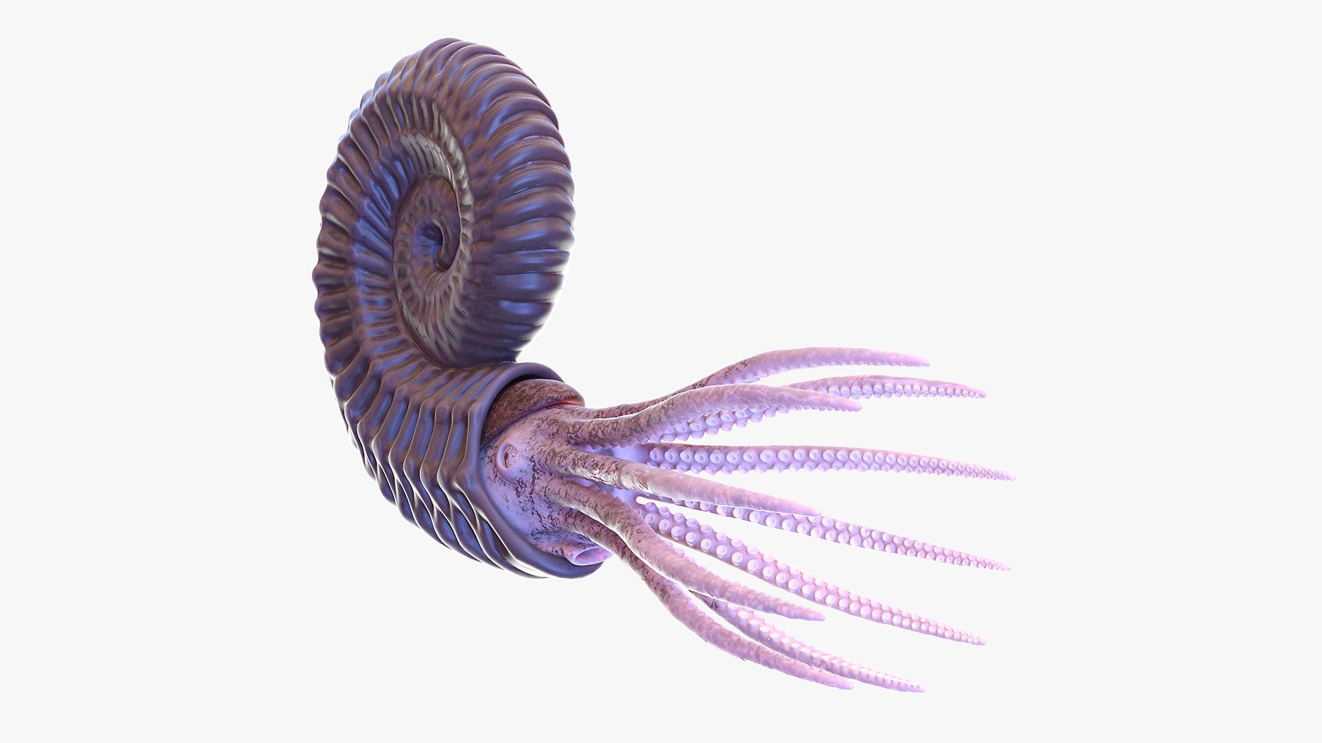 アンモナイト　造形 アンモナイトアニメーション3Dモデル - TurboSquid 1605327