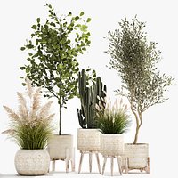 Ornamental plants in rattan baskets 1035
