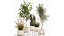 3D Ornamental plants in rattan baskets 1035 model
