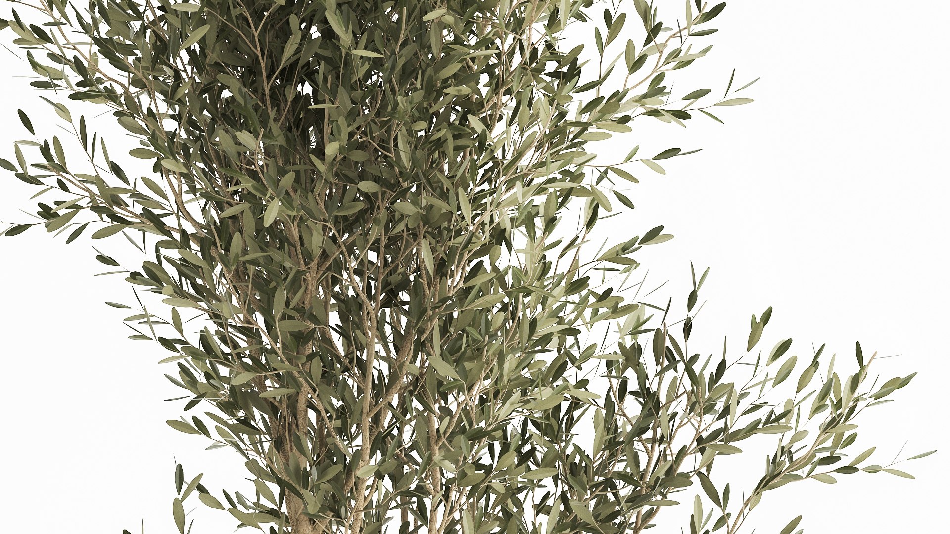 3D Ornamental plants in rattan baskets 1035 model https://p.turbosquid.com/ts-thumb/mD/JKBTIC/eP/1plants2708202107/jpg/1630146833/1920x1080/fit_q87/0bd46e16a1a877dc78c765476d034cbbfd56168c/1plants2708202107.jpg