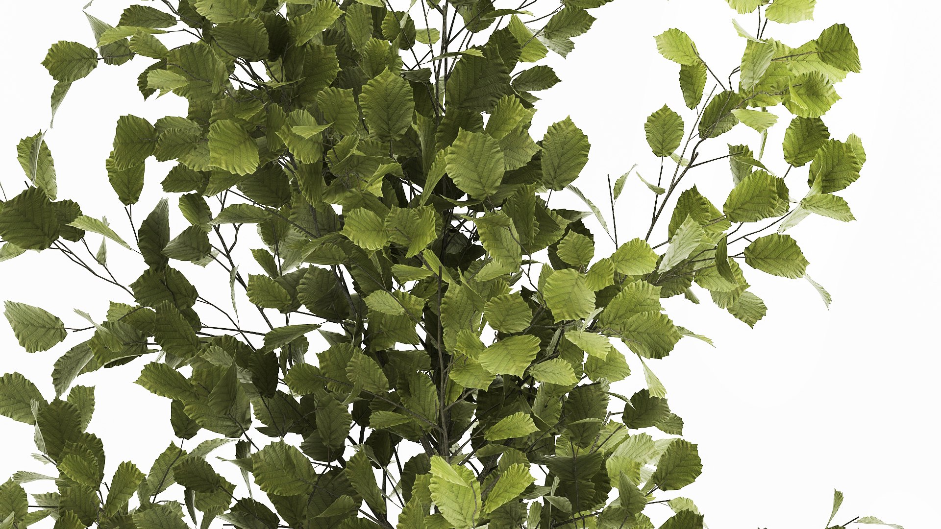 3D Ornamental plants in rattan baskets 1035 model https://p.turbosquid.com/ts-thumb/mD/JKBTIC/wm/1plants2708202108/jpg/1630146833/1920x1080/fit_q87/6efa07e51c3c2a701c47a206d222077c2fde7079/1plants2708202108.jpg