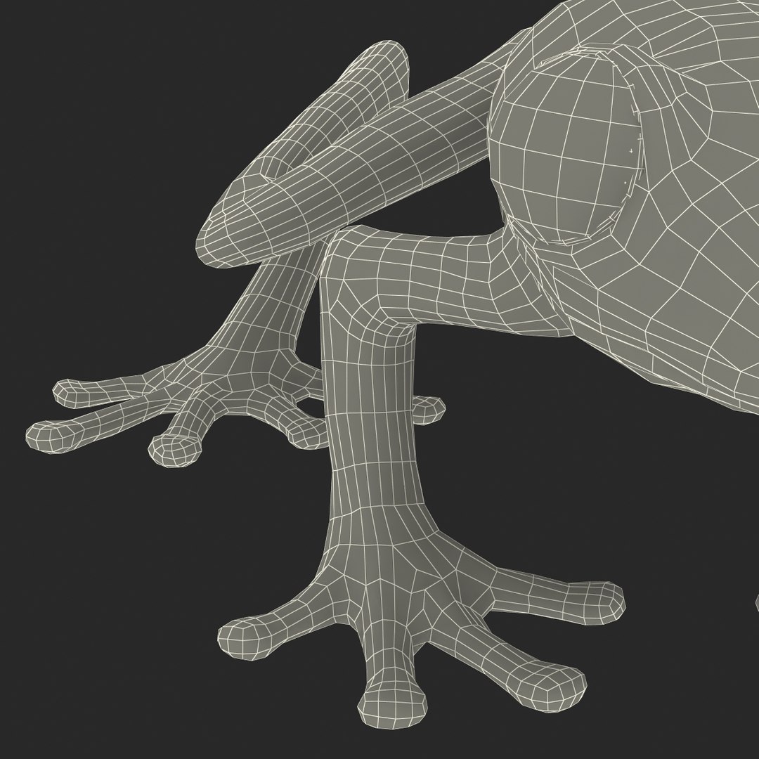 3d model red eyed tree frog https://p.turbosquid.com/ts-thumb/mD/KXpxoY/2piw12l9/redeyedtreefrogrigged3dmodel48/jpg/1451378669/1920x1080/fit_q87/30543f10a040ffb833b35fbc7cdece4514831d21/redeyedtreefrogrigged3dmodel48.jpg