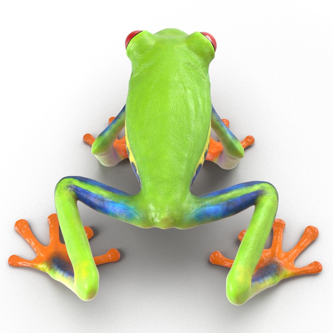 3d model red eyed tree frog https://p.turbosquid.com/ts-thumb/mD/KXpxoY/5klf7hZ1/redeyedtreefrogrigged3dmodel14/jpg/1451378666/1920x1080/fit_q87/bf0dfd14dd22fedb25a2d805e983a89990818549/redeyedtreefrogrigged3dmodel14.jpg
