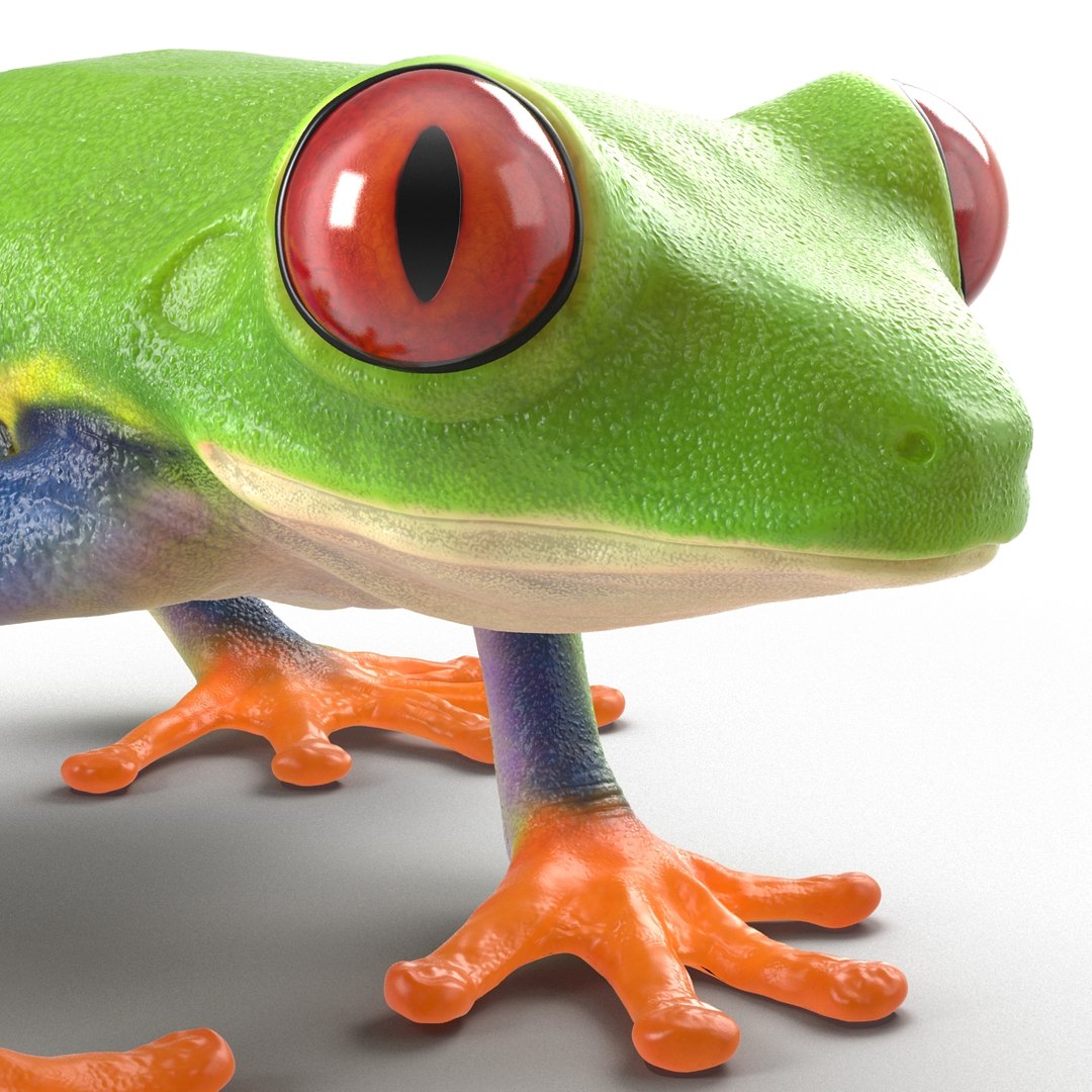 3d model red eyed tree frog https://p.turbosquid.com/ts-thumb/mD/KXpxoY/61NBNVlS/redeyedtreefrogrigged3dmodel27/jpg/1451378667/1920x1080/fit_q87/35166f0bb6ea440a260eaf3d3b2ab47b808d48bf/redeyedtreefrogrigged3dmodel27.jpg