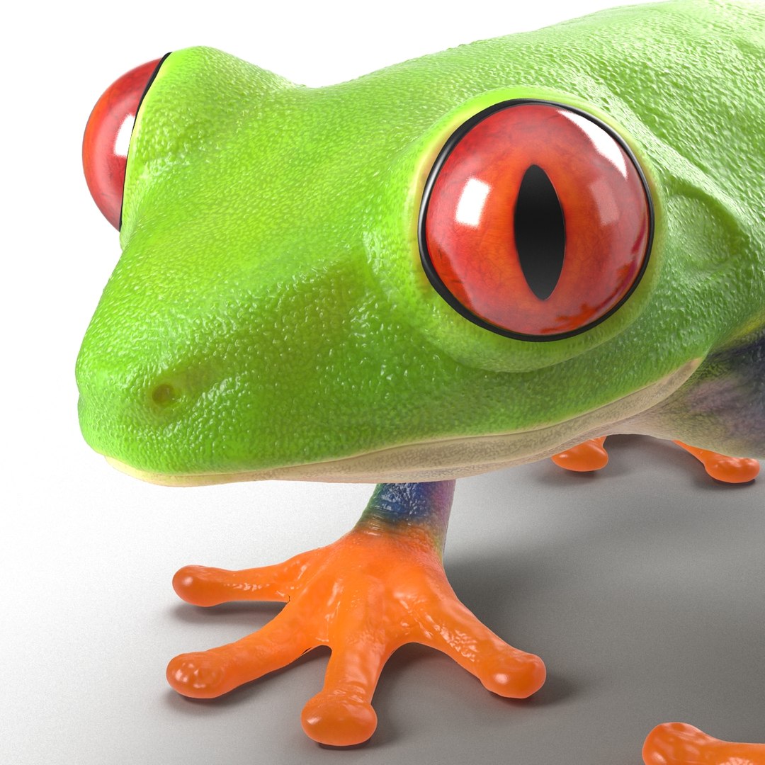 3d model red eyed tree frog https://p.turbosquid.com/ts-thumb/mD/KXpxoY/FNJUyDPk/redeyedtreefrogrigged3dmodel23/jpg/1451378667/1920x1080/fit_q87/5bd4331448531412abe1280f9b594839d00edd90/redeyedtreefrogrigged3dmodel23.jpg