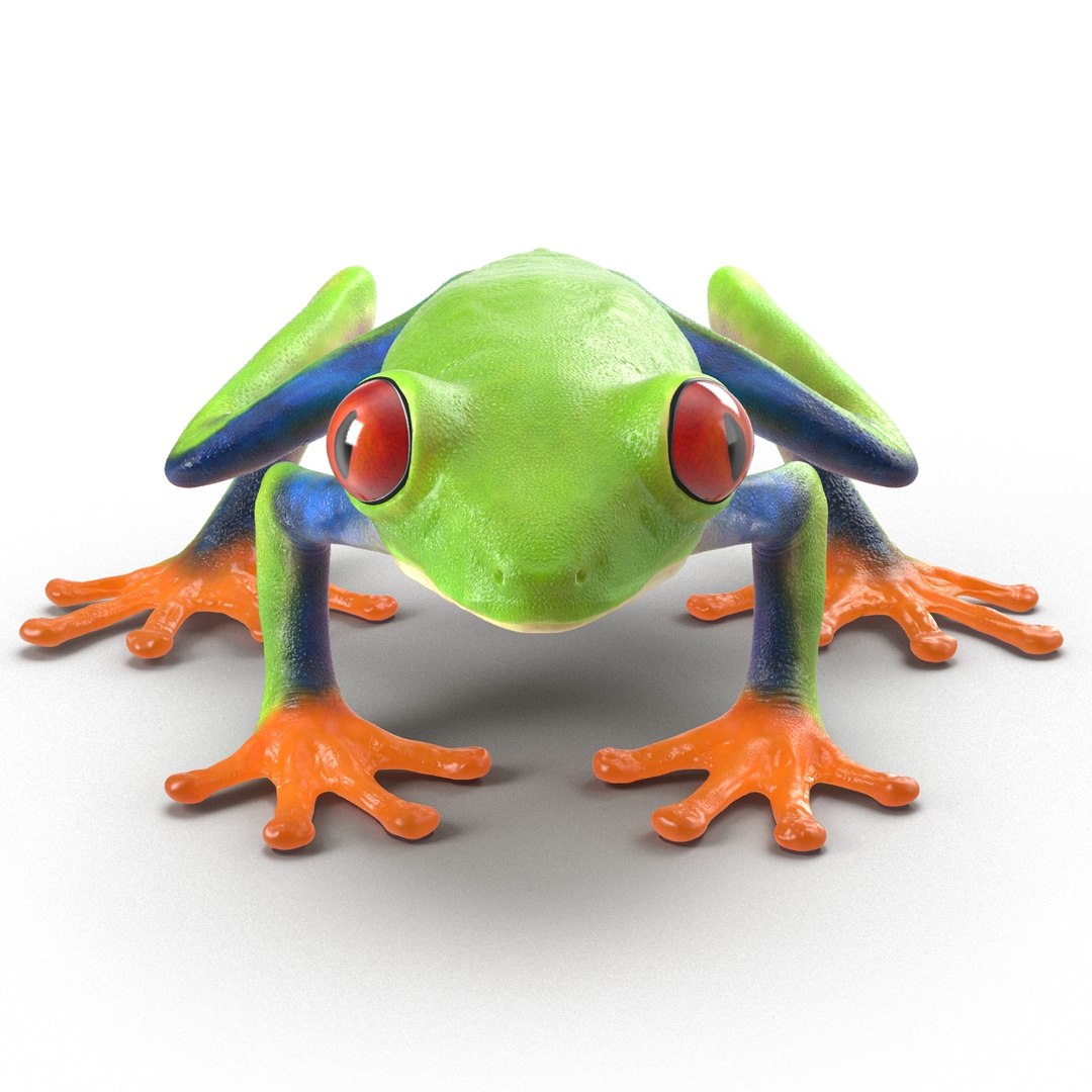 3d model red eyed tree frog https://p.turbosquid.com/ts-thumb/mD/KXpxoY/Igcs6arQ/redeyedtreefrogrigged3dmodel15/jpg/1451378666/1920x1080/fit_q87/703e8941baa29527f536175a5135d86a9006e87d/redeyedtreefrogrigged3dmodel15.jpg