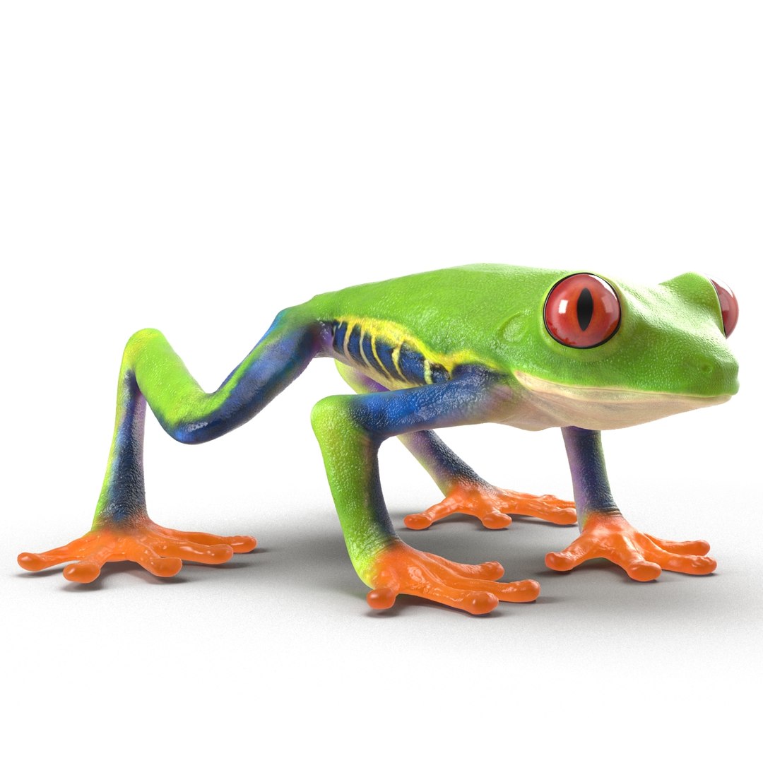 3d model red eyed tree frog https://p.turbosquid.com/ts-thumb/mD/KXpxoY/OX8C7GjZ/redeyedtreefrogrigged3dmodel06/jpg/1451378665/1920x1080/fit_q87/dc3818676e585be178c7cab0aabed364d1dda42d/redeyedtreefrogrigged3dmodel06.jpg