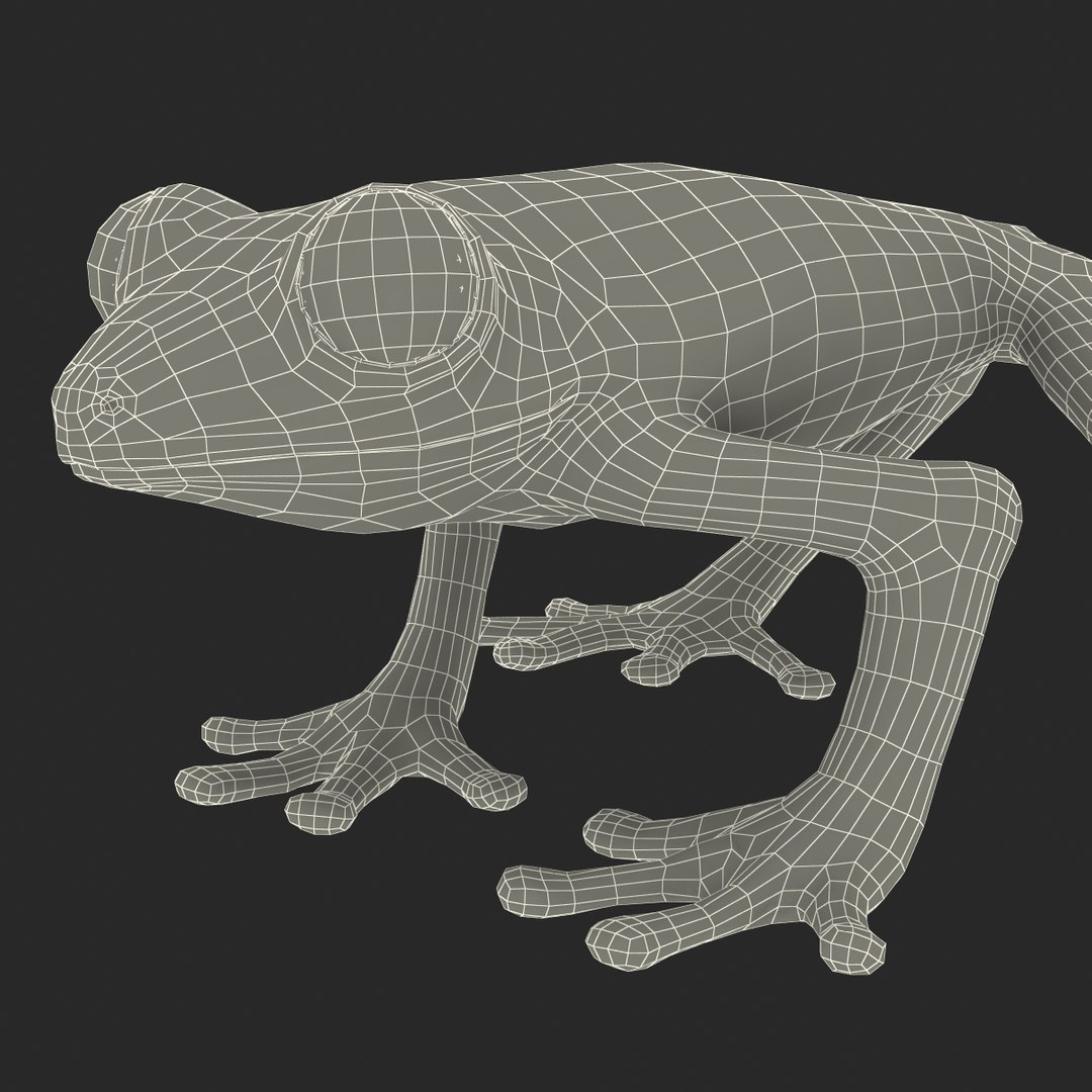 3d model red eyed tree frog https://p.turbosquid.com/ts-thumb/mD/KXpxoY/OZdAW9OW/redeyedtreefrogrigged3dmodel41/jpg/1451378668/1920x1080/fit_q87/4f92c28f28cd039141421580a4917121aa7d141f/redeyedtreefrogrigged3dmodel41.jpg
