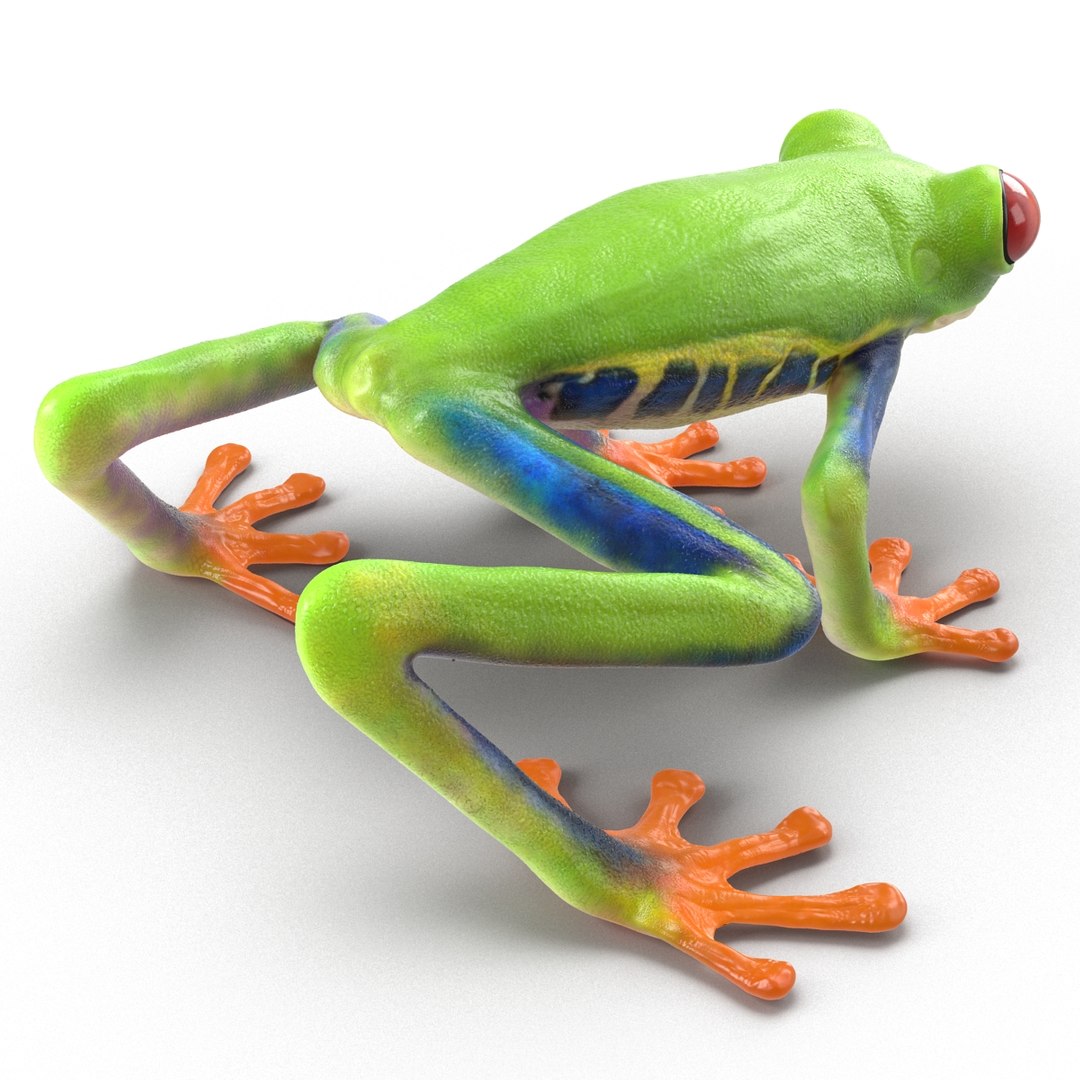 3d model red eyed tree frog https://p.turbosquid.com/ts-thumb/mD/KXpxoY/OaA2lVvM/redeyedtreefrogrigged3dmodel10/jpg/1451378665/1920x1080/fit_q87/ea857b4b65a5f7fe250c36417041979f08cd4b54/redeyedtreefrogrigged3dmodel10.jpg
