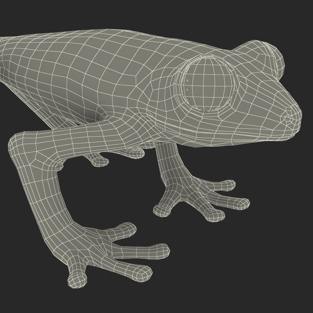 3d model red eyed tree frog https://p.turbosquid.com/ts-thumb/mD/KXpxoY/PgtOdkMY/redeyedtreefrogrigged3dmodel42/jpg/1451378668/1920x1080/fit_q87/6e4ab6c0395f1ee8dee83d7acb21ef9414e768e9/redeyedtreefrogrigged3dmodel42.jpg