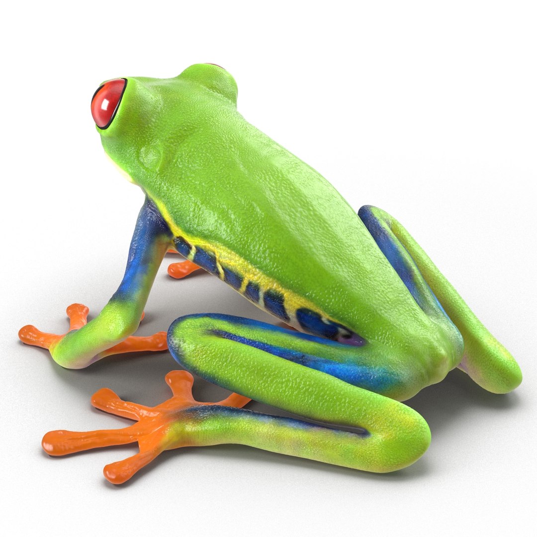 3d model red eyed tree frog https://p.turbosquid.com/ts-thumb/mD/KXpxoY/Wr6ZjQkq/redeyedtreefrogrigged3dmodel12/jpg/1451378665/1920x1080/fit_q87/a750f5f45c8ec63725226402bab6dd19cce689c2/redeyedtreefrogrigged3dmodel12.jpg